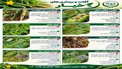 آفات و بیماریهای خیار