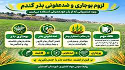لزوم بوجاری و ضدعفونی بذور گندم خودمصرفی