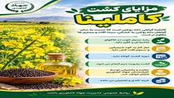 مزایای کشت کاملینا