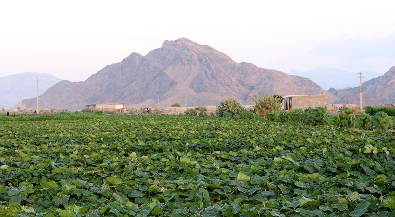 مزرعه 