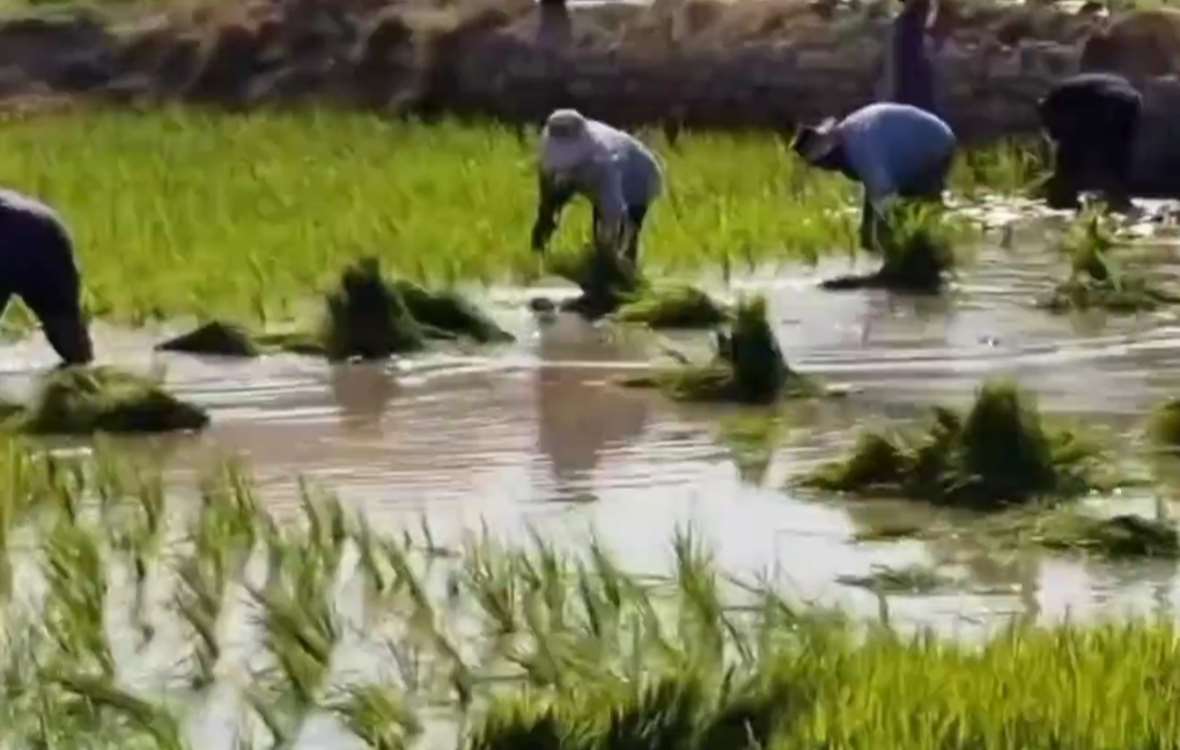 برنج 