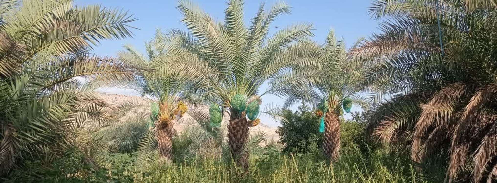 نخل 