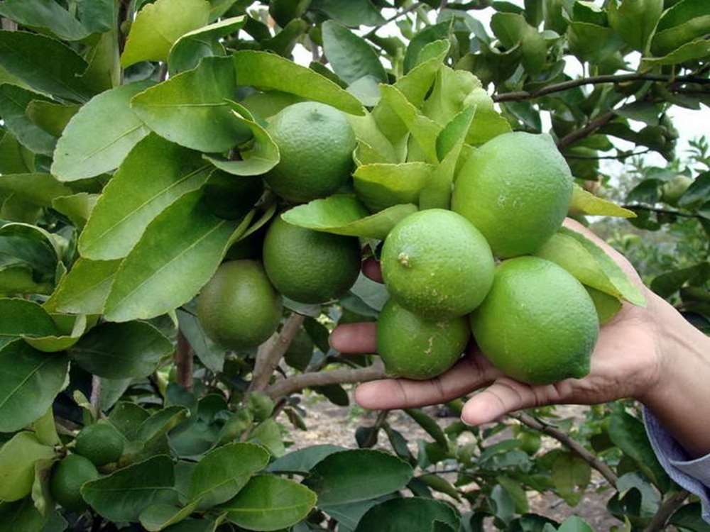 لیموترس 