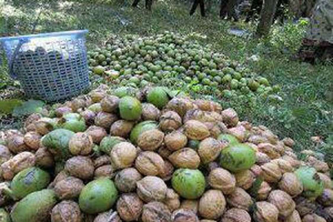 گردو 