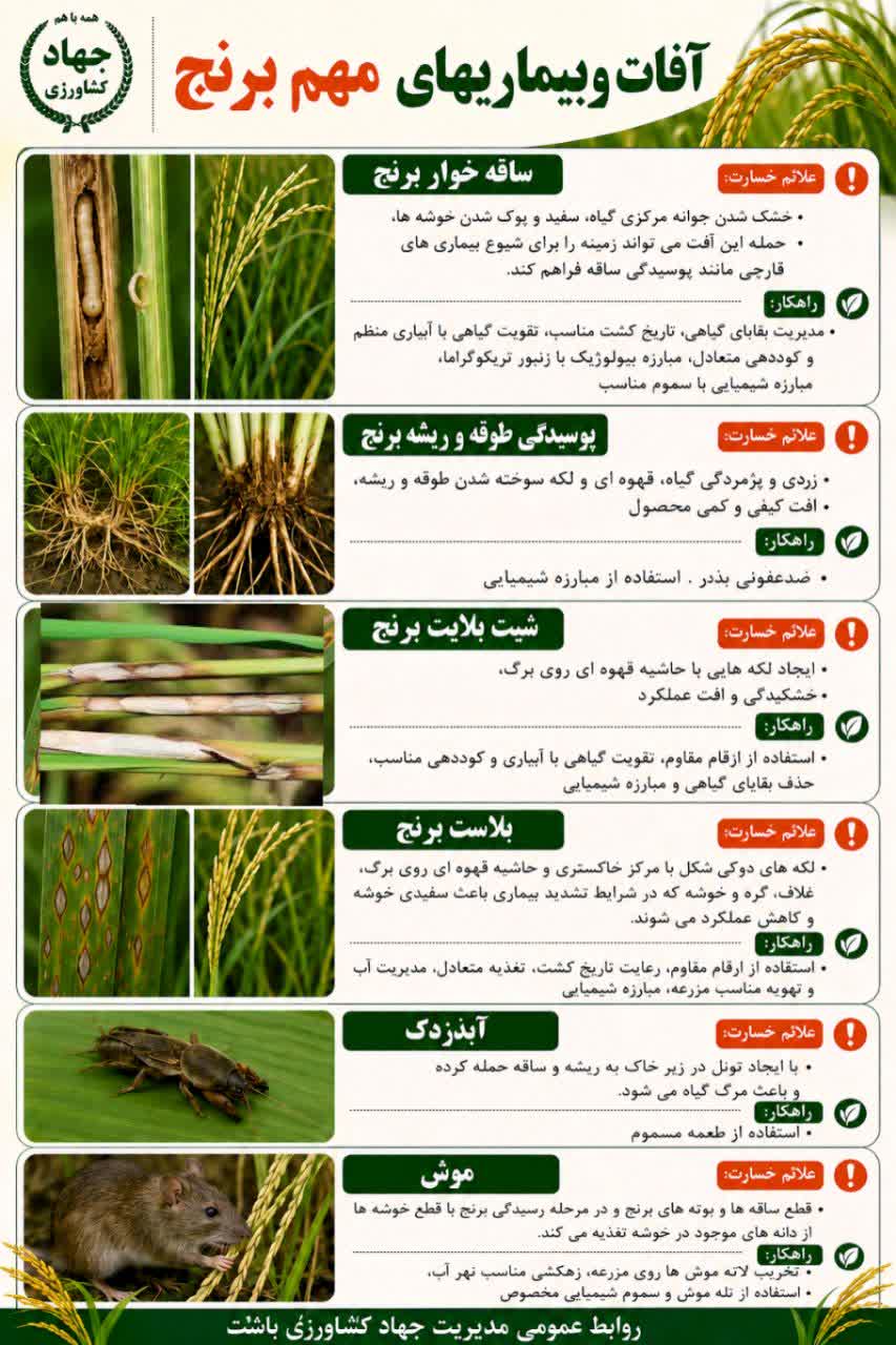 آفات و بیماریهای برنج