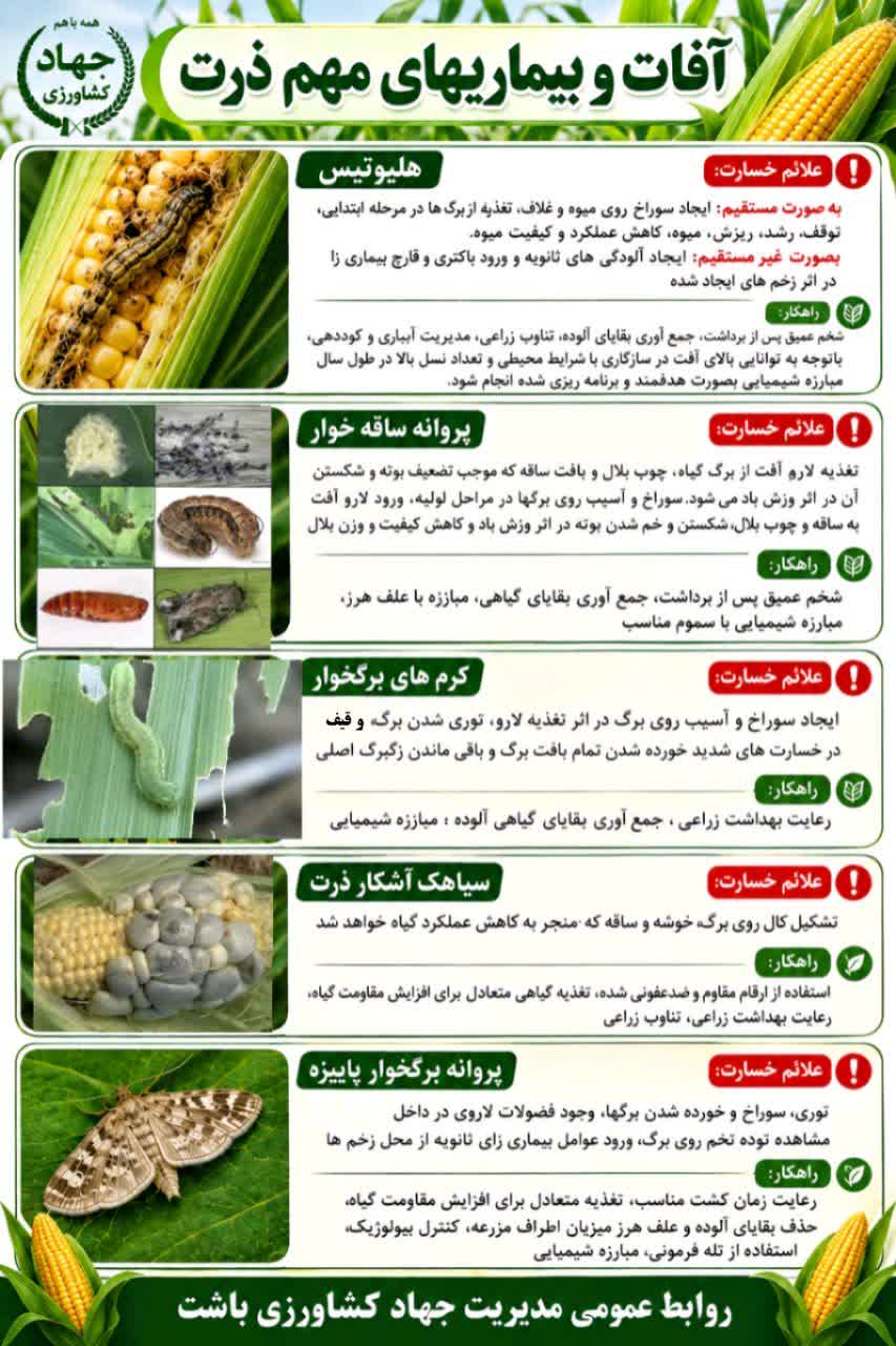 آفات و بیماریهای ذرت