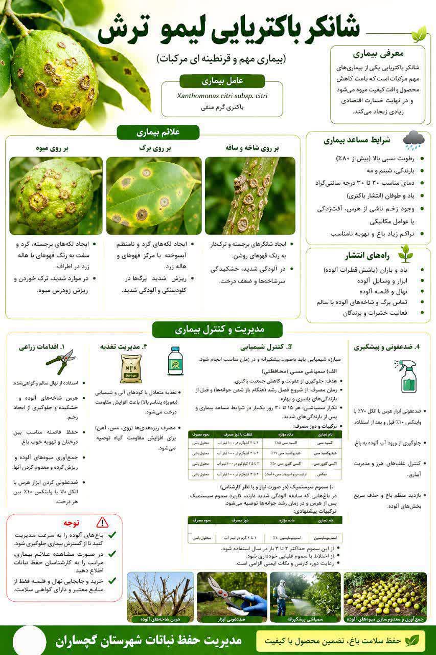 شانکر باکتریایی لیموترش