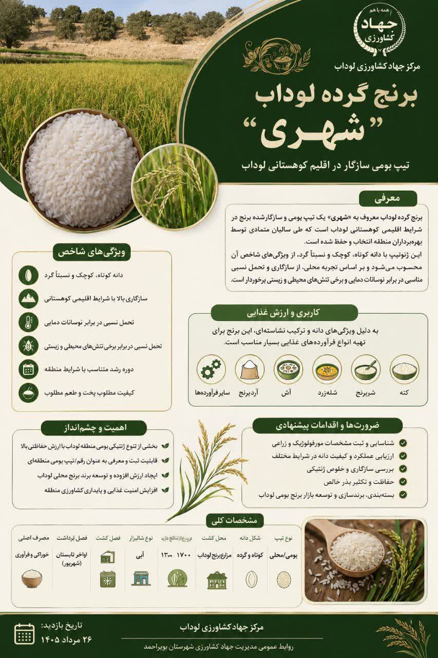 خصوصیات برنج رقم گرده