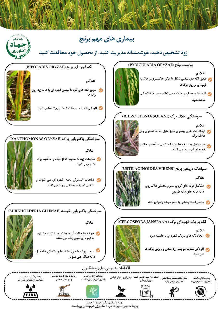 بیماریهای مهم برنج