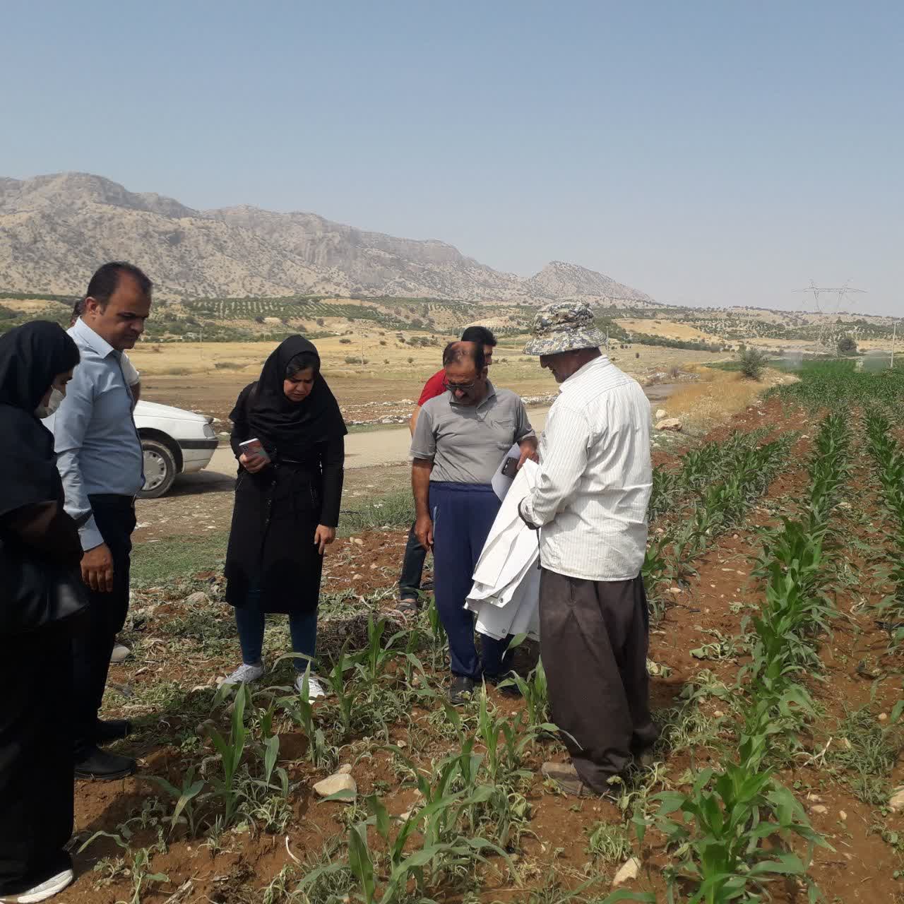 تأکید بر پایش مزارع ذرت در باشت؛ گزارش فوری علائم آلودگی به مراکز جهاد کشاورزی