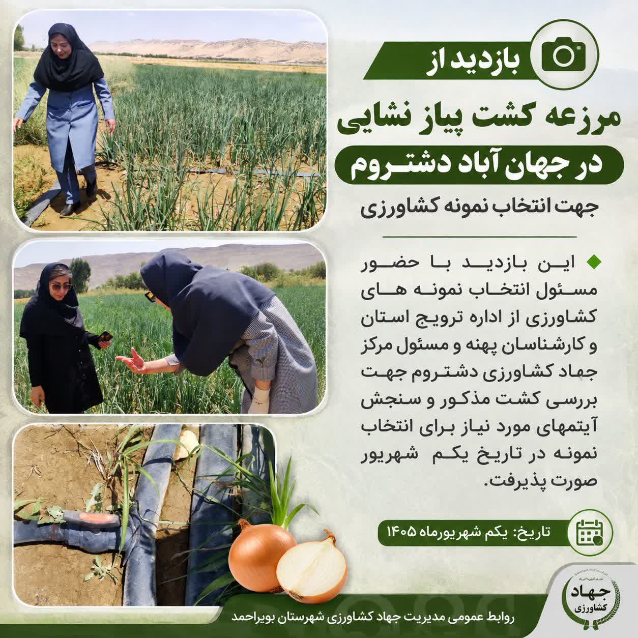 بررسی میدانی و انتخاب نمونه‌های برتر پیاز در دهستان دشتروم شهرستان بویراحمد