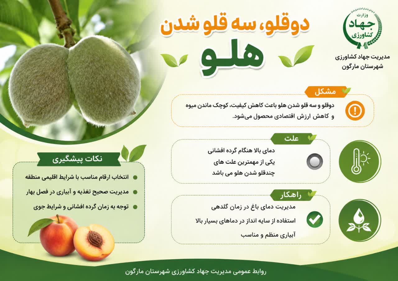 دلایل دوقلو و سه قلو شدن هلو