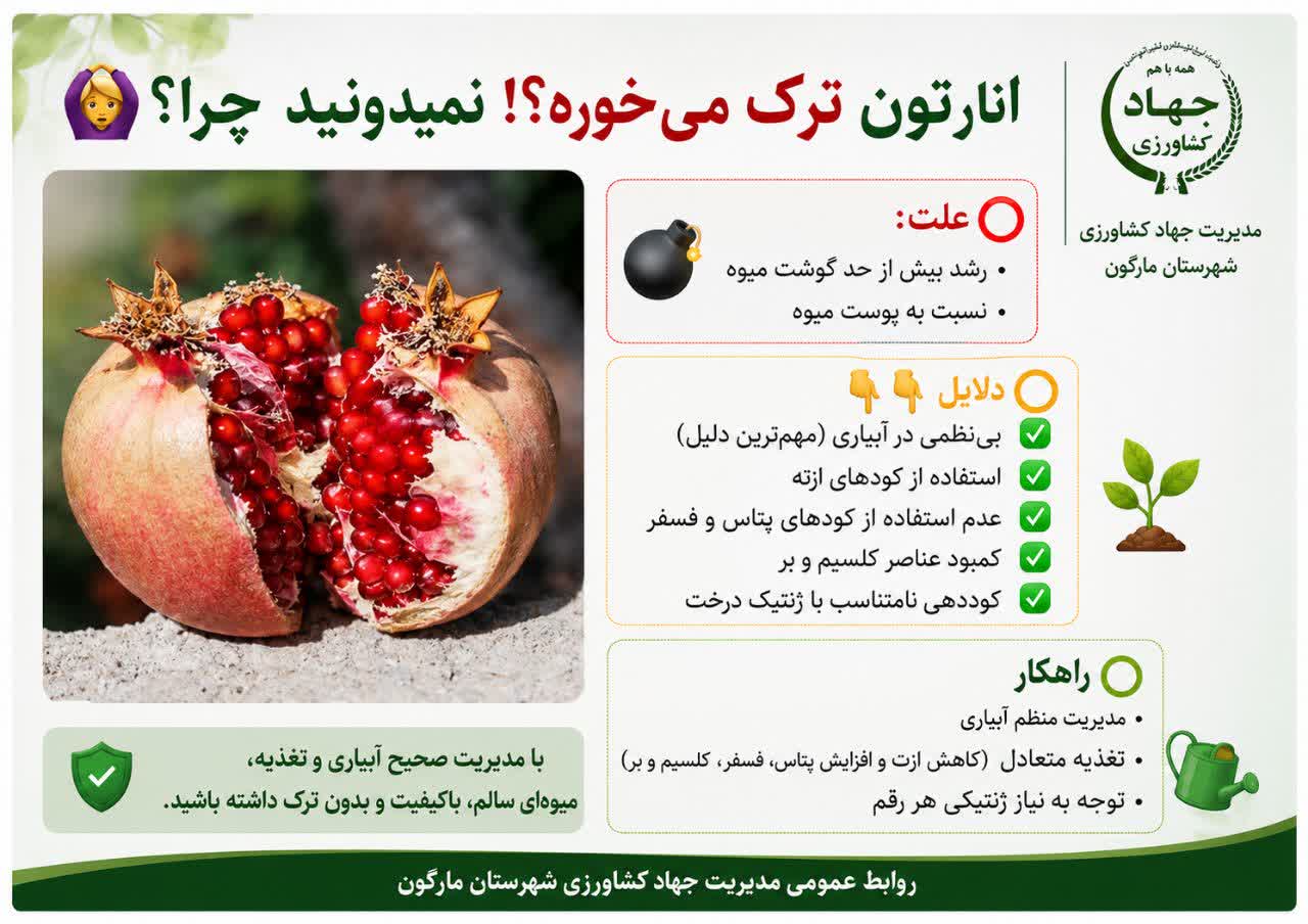 چرا انار ترک می خورد؟