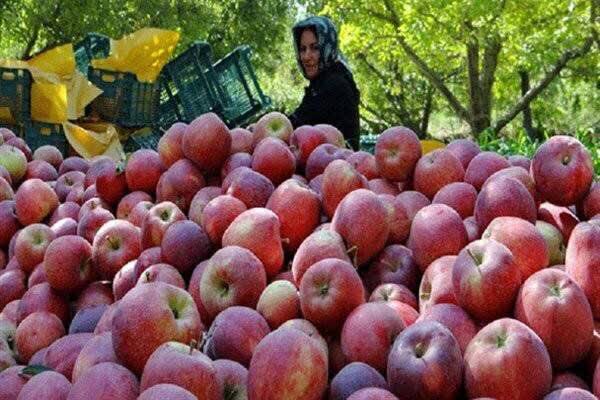 آغاز برداشت سیب از باغ‌های بویراحمد/ پیش‌بینی تولید بیش از ۱۰۳ هزار تن