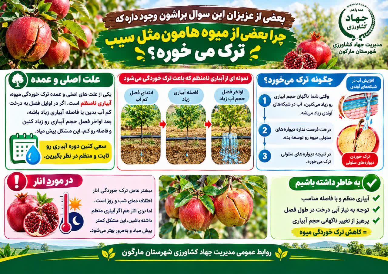 چرا بعضی میوه‌ها ترک می‌خورند؟