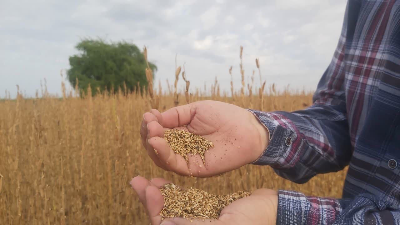 برداشت کنجد از ۱۳۰ هکتار مزارع باشت آغاز شد