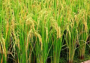 برداشت موفق برنج با آبیاری قطره‌ای در باشت/ گامی نوین در مدیریت بهینه آب کشاورزی