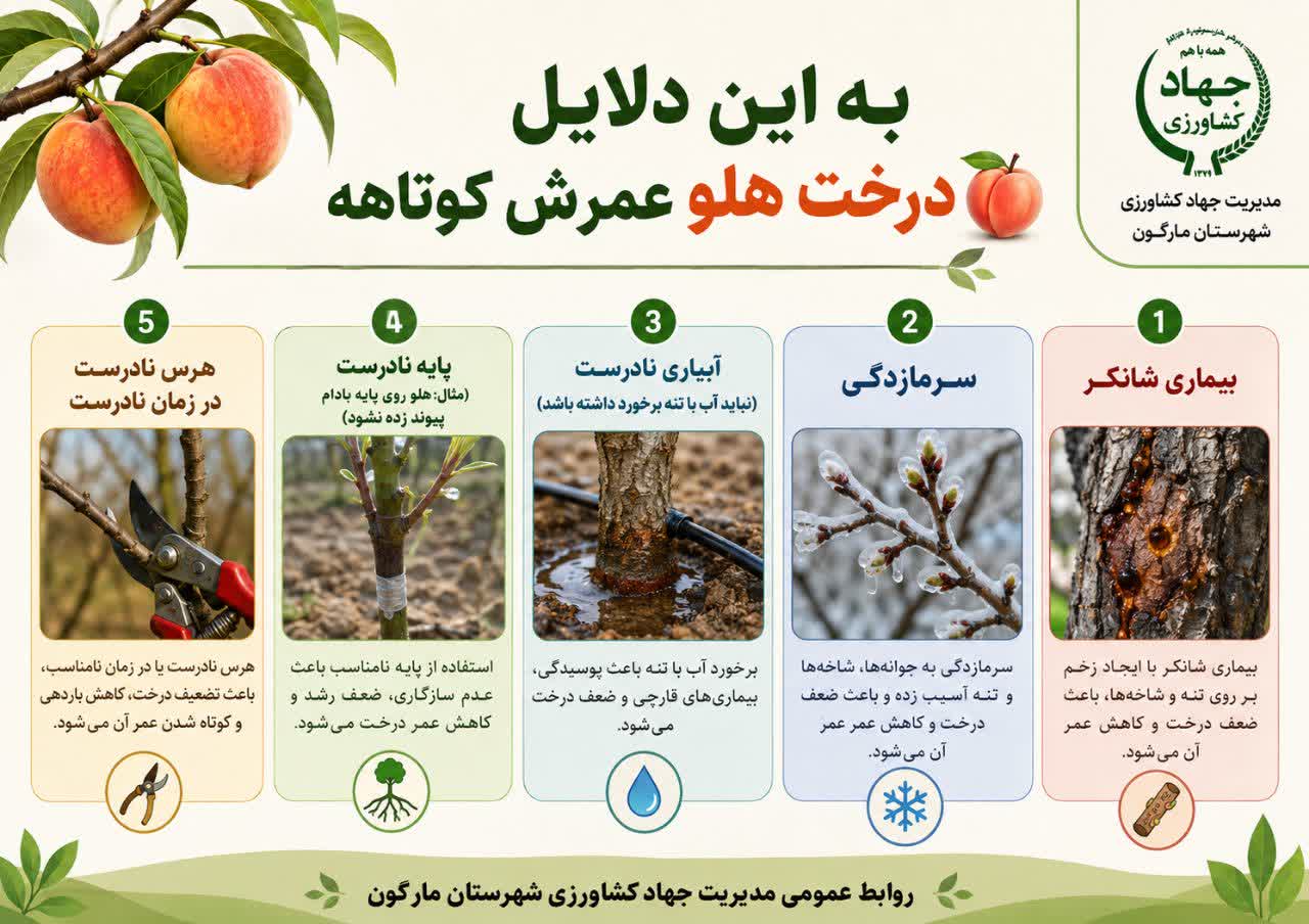 به این دلایل درخت هلو عمرش کوتاهه
