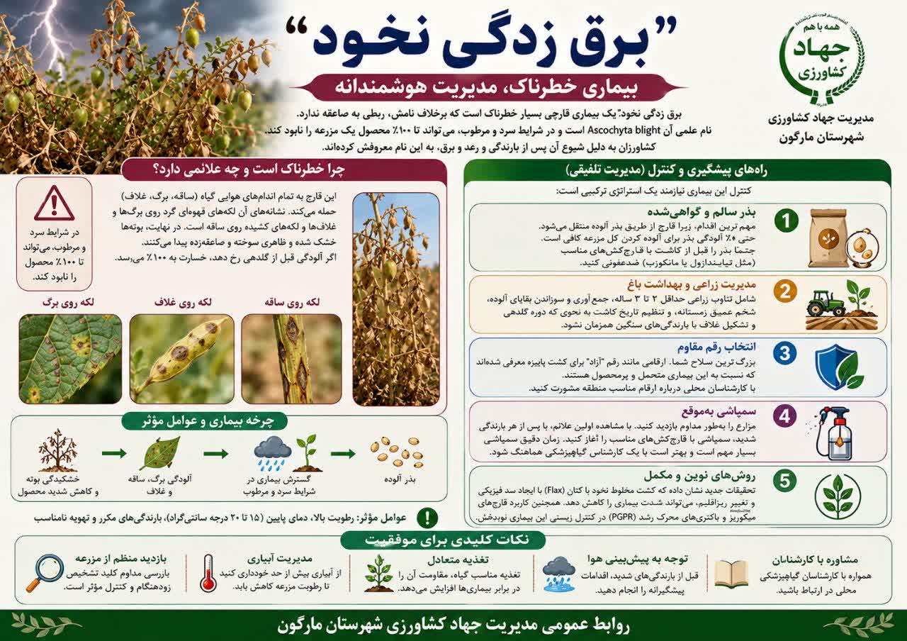 مدیریت بیماری برق زدگی نخود