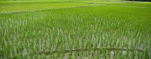کشت برنج در ۱۵۰۰ هکتار از شالیزارهای باشت/ پیش‌بینی برداشت ۱۲ هزار تن محصول