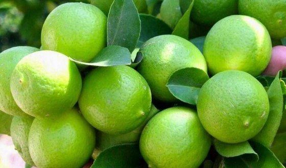 پیش‌بینی برداشت ۶۵ هزار تن لیموترش در کهگیلویه و بویراحمد