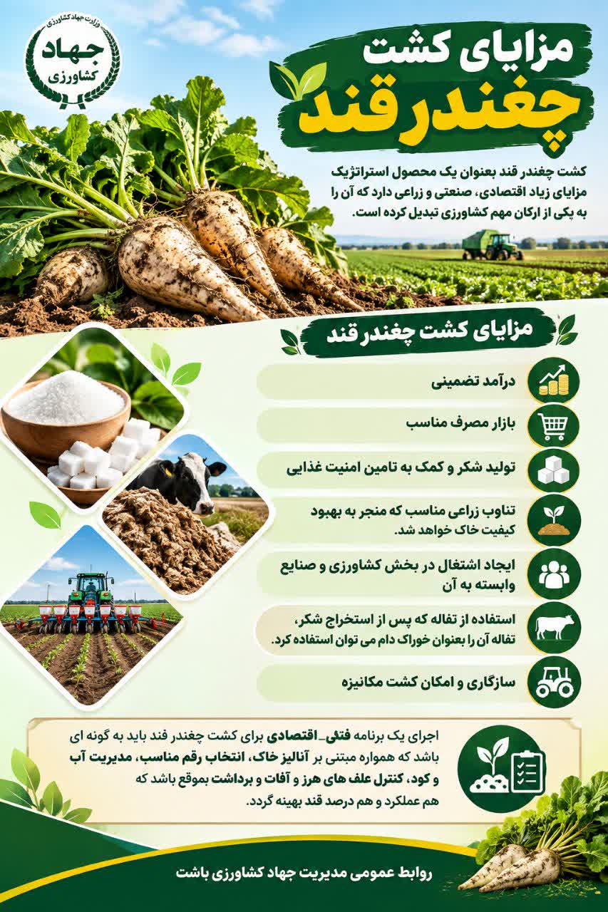 مزایای کشت چغندرقند