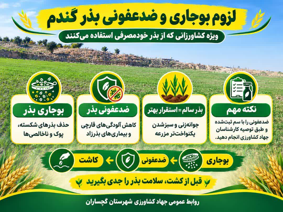 لزوم بوجاری و ضدعفونی بذور گندم خودمصرفی